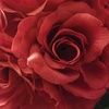 peoniesnrose peoniesnrose